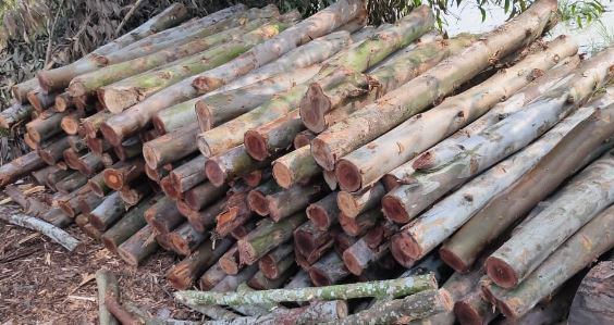 Firewood 6
